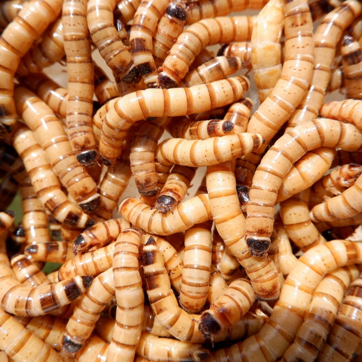 Caimani (Zophobas Morio) 500gr Caimani (Zophobas Morio) 500gr