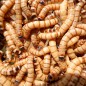 Caimani (Zophobas Morio) 500gr Caimani (Zophobas Morio) 500gr